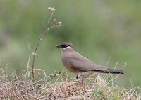 Madagascar Pratincole (Glareola ocularis) photo