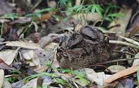 Collared Nightjar (Caprimulgus enarratus) photo