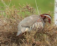 Barbary Partridge - Alectoris barbara