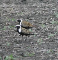 American Golden-Plover - Pluvialis dominica