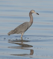 Little Blue Heron (Egretta caerulea) photo