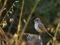 Ash-throated Flycatcher (Myiarchus cinerascens) photo