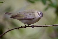 Red-eyed Vireo (Vireo olivaceus) photo