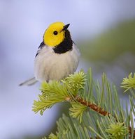 Hermit Warbler (Dendroica occidentalis) photo