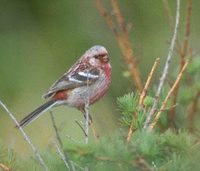 Long-tailed Rosefinch (Uragus sibiricus) photo