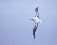 Wandering Albatross (Diomedea exulans) photo