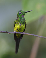 Empress Brilliant (Heliodoxa imperatrix) photo