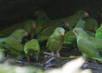 Cobalt-winged Parakeet - Brotogeris cyanoptera