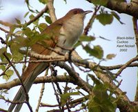 Black-billed Cuckoo - Coccyzus erythropthalmus