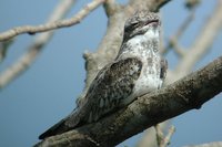 Sand-colored Nighthawk - Chordeiles rupestris