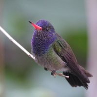 White-chinned Sapphire - Hylocharis cyanus