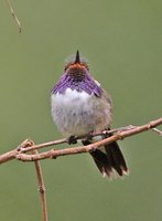 Volcano Hummingbird - Selasphorus flammula