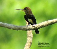 Brown Jacamar - Brachygalba lugubris