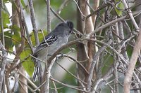 Planalto Slaty-Antshrike - Thamnophilus pelzelni