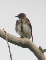 Purple Martin - Progne subis