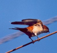 Red-rumped Swallow - Cecropis daurica