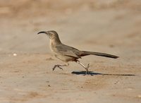 Crissal Thrasher - Toxostoma crissale