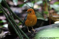 Orange-headed Thrush - Zoothera citrina