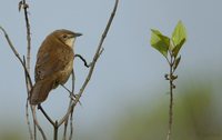 Broad-tailed Grassbird - Schoenicola platyura