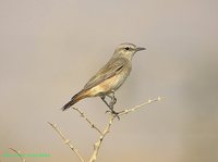 Red-tailed Wheatear - Oenanthe xanthoprymna