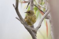 Striated Fieldwren - Calamanthus fuliginosus