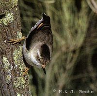 Varied Sittella - Neositta chrysoptera