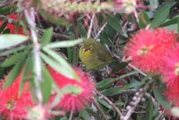 Cape White-eye - Zosterops pallidus