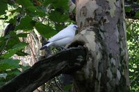 Bali Myna - Leucopsar rothschildi