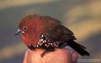 Pink-throated Twinspot - Hypargos margaritatus