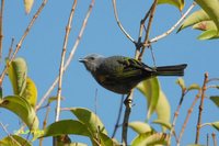 Golden-chevroned Tanager - Thraupis ornata