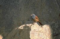 House Bunting - Emberiza striolata