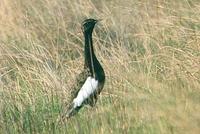 Bengal Florican