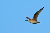 Whimbrel