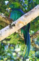 Resplendent Quetzal, thanks Julie, Noel  