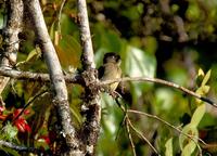 Black-capped Flycatcher  