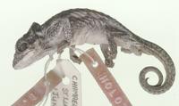 Holotype of Bradypodion setaroi