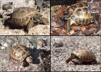 Armenia Four-toed Tortoise Set of 4 official Maxicards