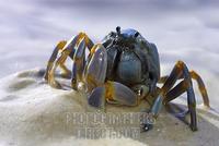 Soldier crab in the sand , Philippines stock photo