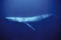 Blue Whale