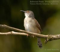 Rufescent Prinia