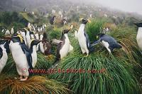 ...FT0129-00: Northern/Long Crested Rockhopper Penguins in tussock. Found on Gough Is & Tristan da 