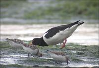 Eurasian Oystercatcher Haematopus ostralegus 검은머리물떼새