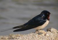 House Swallow(Barn Swallow) Hirundo rustica 제비