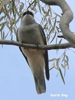 White-bellied Cuckoo-shrike