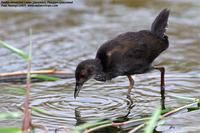 Ruddy-breasted Crake