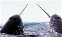 narwhal