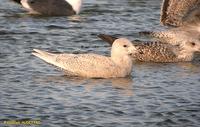 Goéland à ailes            blanches H1 (Larus glaucoides)