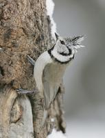 Crested Tit (Parus cristatus)