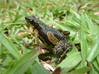 : Atelopus spumarius