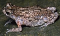 : Bufo atukoralei; Atukorale's Dwarf Toad